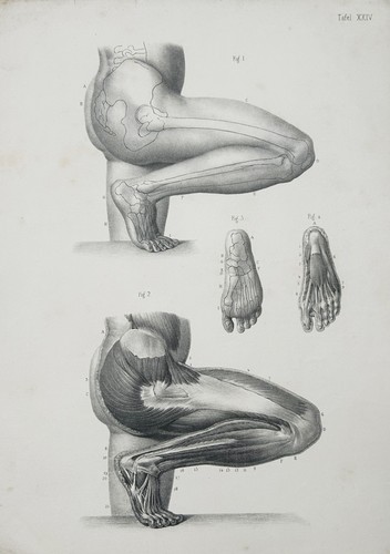 Medizin anatomie anatomy - anatomie,