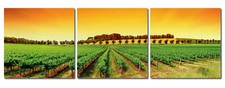 Bild Toskana Wein-Feld
