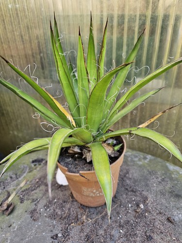 Yucca filifera 30cm - 🌴yucca,