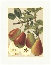 Forellenbirne Herbstforelle Beckenbirne Birnensorten Faks_Obstsorten 12