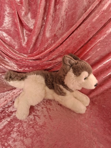 Winkler hund husky - winkler, grau