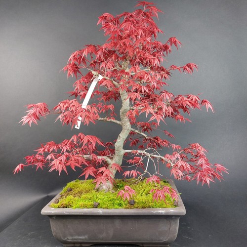 Bonsai fächerahorn acer - bonsai,