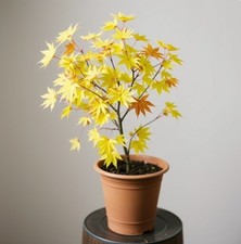 2 winterharter zart-gelber Ahorn schnellwüchsige Pflanzen im für den Garten