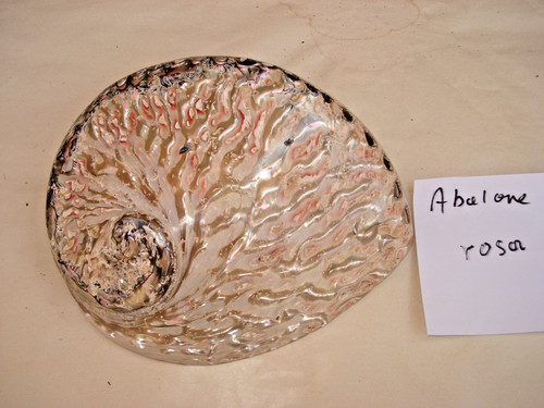 Abalone muschel seeschnecke - abalone,