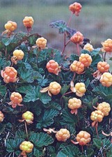 Kajaani Suomi Kainuu