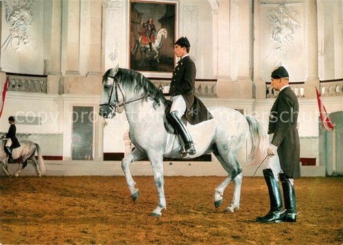 Reitsport pferdesport - reitsport,