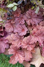 Heuchera villosa 'Berry