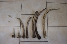 Hirsch Geweih Spießergeweih Hirschspießer Damhirsch Spießer