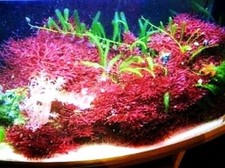 Halymenia floresia - Rotalge Ableger circa 5 cm Alge Pflanze Meerwasser