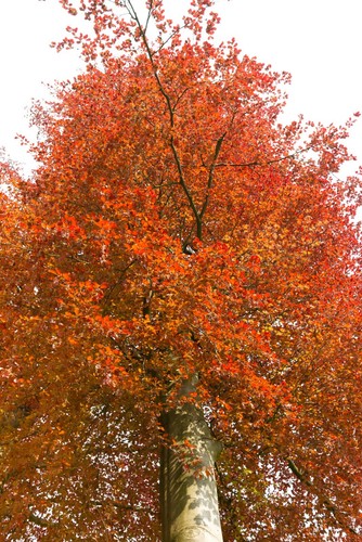 Samen rotbuche fagus - 30,