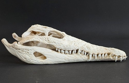 Krokodilschädel crocodylus - krokodilschädel,