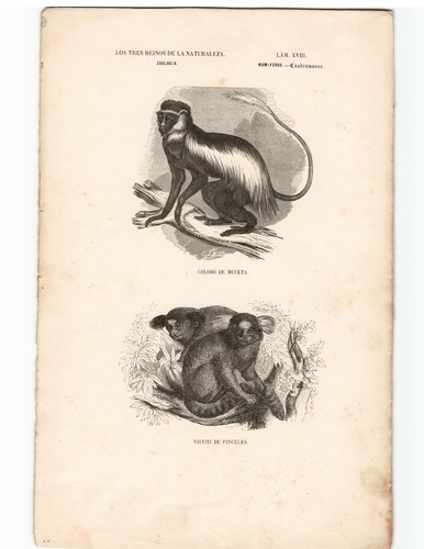 Antike lithographie grafik - antike, 19