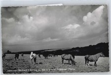 50545737 - 3450 Neuhaus Trakehner Pferde