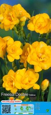 Freesia gelb gefüllt