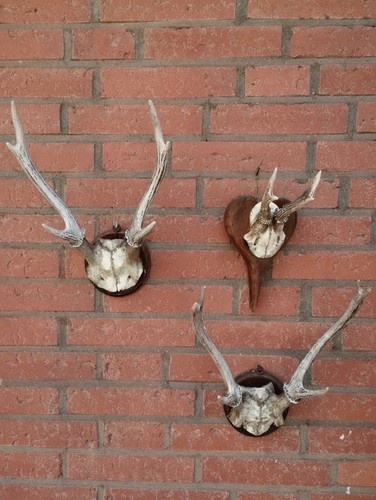 Rehbock geweihe - rehbock-geweihe, /