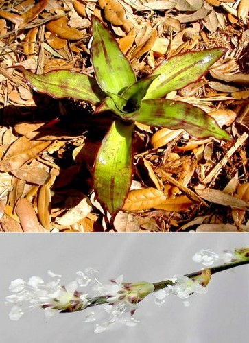 Callisia fragrans the false - callisia,