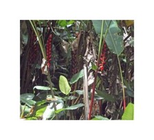 10x Heliconia harlingii