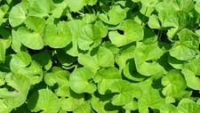Gotu Kola Centella asiatica