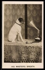 Hund vor dem Schalltrichter