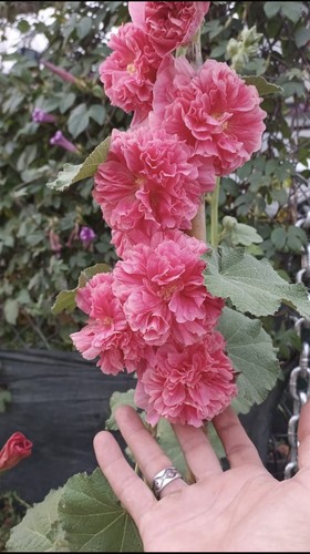 Stockrosen alcea rosea samen - rosea,