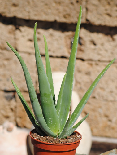 Echte aloe - echte,