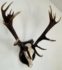 Hirschgeweih 20-Ender