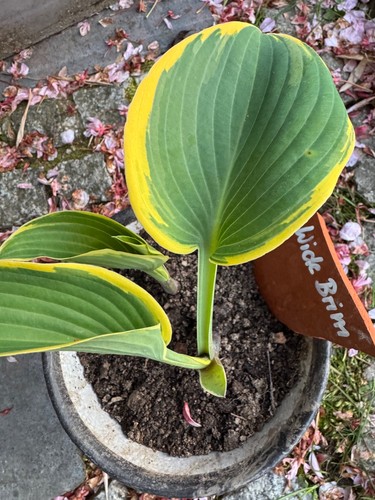 Funkie hosta wide brim - funkie/hosta,