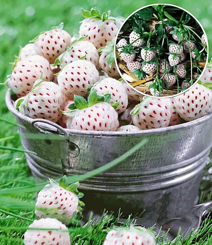 Weiße - 🍍🍓,