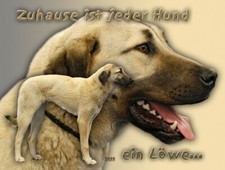 Kangal anatolischer hirtenhund - kangal,