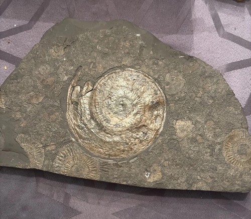 Schieferplatte mit ammoniten - schieferplatte,