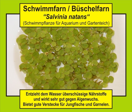⭐BÜSCHELFARN
