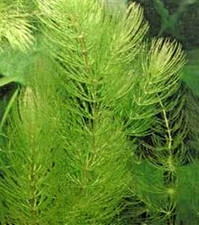 Portion Hornkraut 700 Gramm  50 bis 100 Triebe Algenbekämpfung Freischwimmend