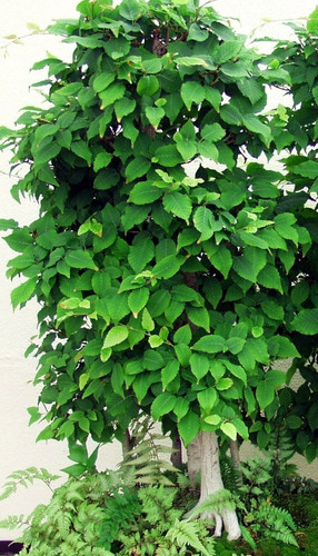 Chinesische ulme ulmus - chinesische,