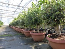 Olivenbaum bonsai 100 120 - olivenbaum,