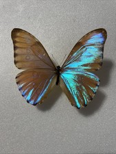 Entomologie*Morpho aurora