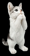 Katzenfigur - Kitten bettelt -