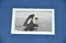 REWE ABENTEUER TIERWELT