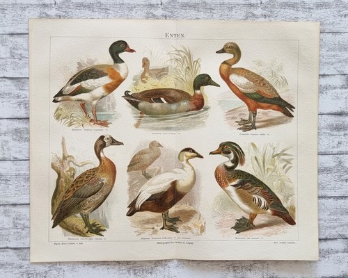 Enten stockente witwenente - stockente,
