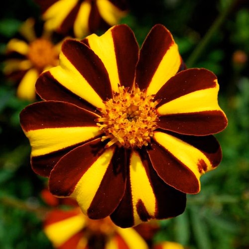 Studentenblume court jester - studentenblume,