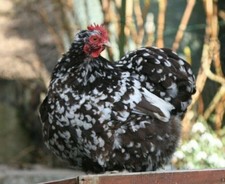 Bruteier (keine) von Zwerg -