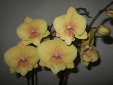 Phalaenopsis Big Lip "Manta Palau" BF: gelb Schmetterlingsorchidee  1-10211