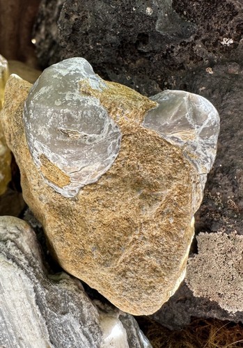 Fossile auster muschel - auster,