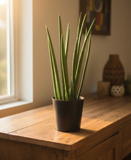 Sansevieria