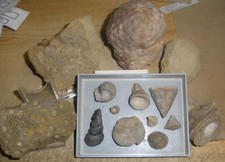 Fossilien - Sammlung Devon