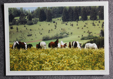 Postkarte Herde Marbach,Araber Pferd,Arabische Pferde,Tiere,AK,Ansichtskarte