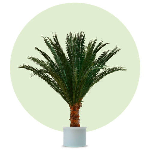 Kunstpalme künstliche palme - kunstpalme,,
