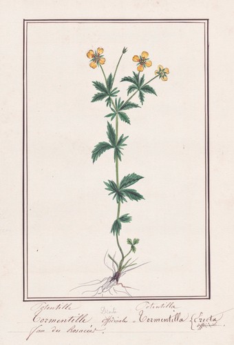 Blutwurz tormentil potentilla - tormentil,