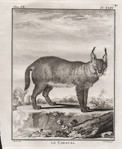 Caracal karakal katze cat - karakal,