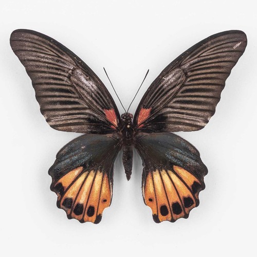Papilio memnon agenor orange - papilio,