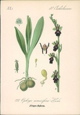 Chromolithographie 